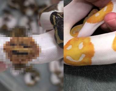 又一條《emoji笑臉蛇》!不過這一次笑到你心裡發寒......