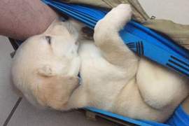 躺在這裡好安心♥《永遠睡在主人褲襠裡的狗狗》這隻狗一定沒有失眠困擾ww