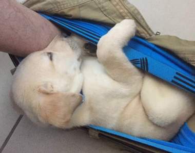 躺在這裡好安心♥《永遠睡在主人褲襠裡的狗狗》這隻狗一定沒有失眠困擾ww