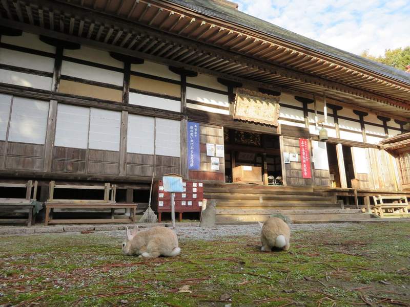 日本寺廟新建《巨型兔觀音》高6m的衝擊外型　推民也不知道該從哪吐槽起惹ww - 圖片3