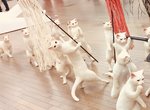五美大展中的話題創作《大貓的隊伍》各種逼真又可愛喵星人引發討論 五美大展中的話題創作《大貓的隊伍》各種逼真又可愛喵星人引發討論