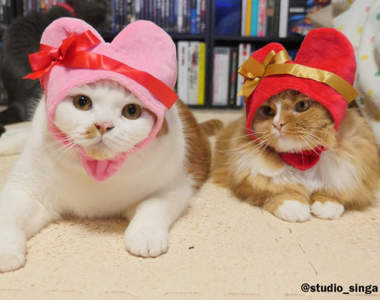 人氣扭蛋最新作《愛心貓咪頭套》這下喵又要一臉不甘願惹ww