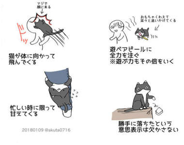 《養貓的辛苦》4張插畫道出所有喵飼主的心聲