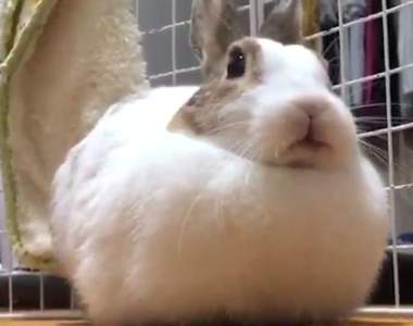 變形毛球《兔子驚人的收腳方法》飼主長年的疑問終於獲得解答...