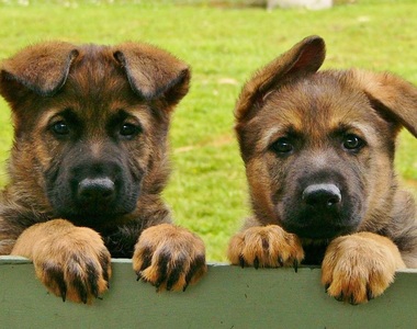 《紐西蘭警方IG》小狗照比警察還多 這國家是多和平