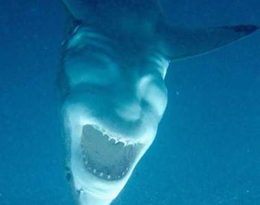 你也有《空想性錯視》嗎？你看到鯊魚還是看到人臉呢？