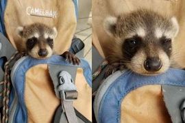 把奄奄一息的《浣熊》放進包包衝去醫院 美國善良大男孩爆紅