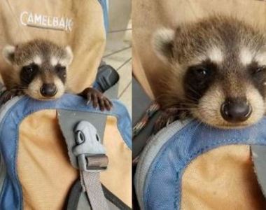 把奄奄一息的《浣熊》放進包包衝去醫院 美國善良大男孩爆紅