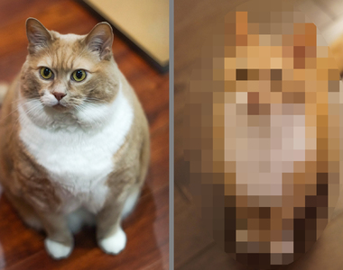 《瘦身有成的橘貓》一開始把貓養胖就丟棄真的太差勁QQ