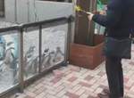《被溜溜球吸引的企鵝》大家一起跟著搖頭晃腦好療癒 《被溜溜球吸引的企鵝》大家一起跟著搖頭晃腦好療癒