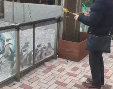 《被溜溜球吸引的企鵝》大家一起跟著搖頭晃腦好療癒