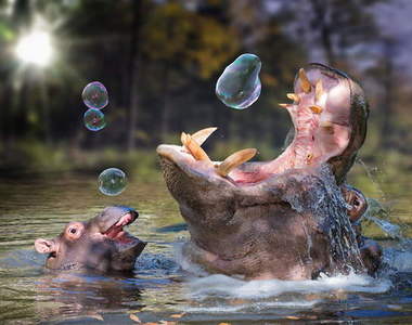 大家都說好療癒的《河馬》其實本身是超兇猛的哺乳類動物