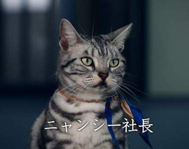 《最新寵物貓名字調查2018》連狗狗都可能撞名的人氣名字果然還是...