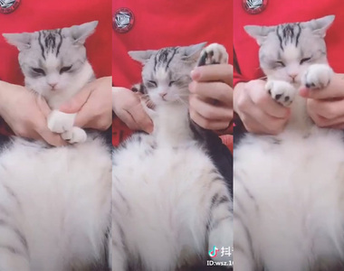 抖音《貓咪嗶哩跳海草舞》可愛到讓人也想抱家中的貓皇來試試看啊~