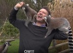 《記者變成動物新玩具》被狐猴圍攻模樣全球放送 《記者變成動物新玩具》被狐猴圍攻模樣全球放送