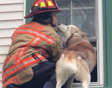 《被困屋頂上的哈士奇》其實玩得很開心並不想被救啊w