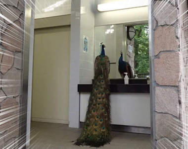 動物園驚見《自由過頭的孔雀》簡直跟鴿子沒兩樣地隨處可見!?