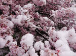 奇蹟美景《櫻花雪》日本關東突然來的4月雪,造就櫻花與白雪的美麗合演❤ 奇蹟美景《櫻花雪》日本關東突然來的4月雪,造就櫻花與白雪的美麗合演❤