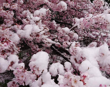 奇蹟美景《櫻花雪》日本關東突然來的4月雪,造就櫻花與白雪的美麗合演❤