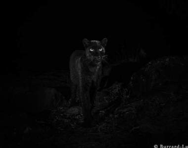 百年來難得一見《非洲黑豹圖》極為罕見照片讓你一眼愛上黑豹的美