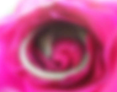 這畫面不得了《在玫瑰裡睡著的蜥蜴》宛如迪士尼場景的畫面就這樣出現了♥