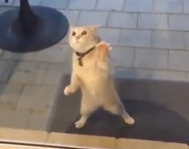 【有片】《與看不見敵人戰鬥的貓》貼著玻璃的空抓喵星人這就是超越人類的五倍速