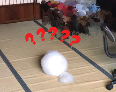 家中驚見《不明白色毛球》完全顛覆人類過去對貓這生物的認知...ww