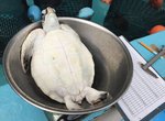 這不是料理畫面w《小海龜的體重測量》完全任你處置的覺悟表情萌翻推民❤ 這不是料理畫面w《小海龜的體重測量》完全任你處置的覺悟表情萌翻推民❤