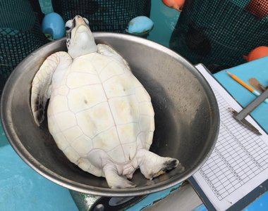 這不是料理畫面w《小海龜的體重測量》完全任你處置的覺悟表情萌翻推民❤