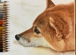 這個有神《網友用色鉛筆繪製的柴犬》不說還以為是在看照片(υ´Д`) 這個有神《網友用色鉛筆繪製的柴犬》不說還以為是在看照片(υ´Д`)