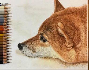 這個有神《網友用色鉛筆繪製的柴犬》不說還以為是在看照片(υ´Д`)