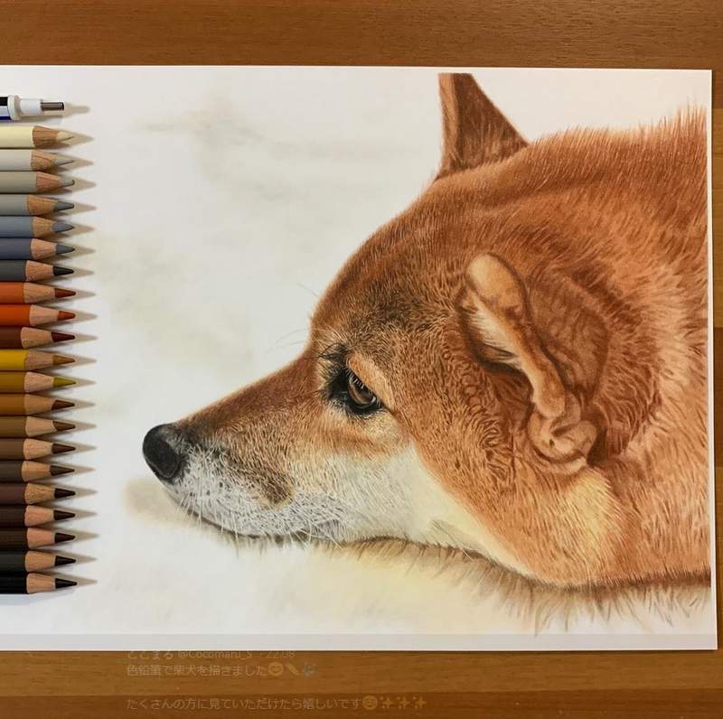 這個有神《網友用色鉛筆繪製的柴犬》不說還以為是在看照片(υ´Д｀)