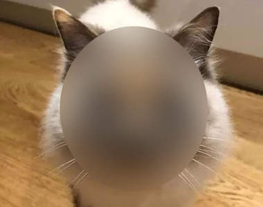 《因為花色不容易找家的貓》尷尬的花色「形狀」讓人憂心認養率不高...