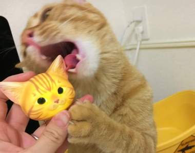 奇譚俱樂部《小貓LED徽章扭蛋》五種造型當裝飾好看又可愛❤