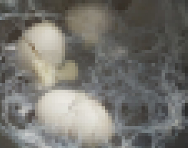 異形誕生！？《壓力鍋煮破掉的蛋》怎麼讓我憶起了小時候養的蠶寶寶...