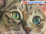 《色鉛筆繪師安部祐一朗》一張貓畫作紅遍全世界 17歲高中生勤奮練習超越照片的境界 《色鉛筆繪師安部祐一朗》一張貓畫作紅遍全世界 17歲高中生勤奮練習超越照片的境界