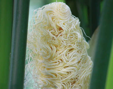 路邊驚見《野生拉麵》全世界最拉麵的植物就連枯萎後都像散落一地的麵條...