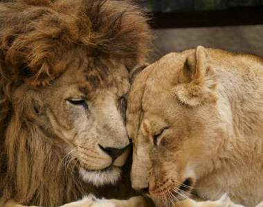 網友超有感《宛如真人夫妻般的獅子》床頭吵床尾和結了婚就像這樣子啊XD