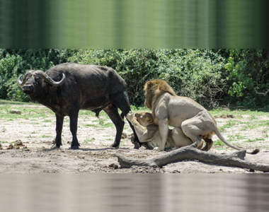 嘴角失守《很難忍住不笑的GIF》要不要挑戰一下你到第幾張才笑出來呢XD