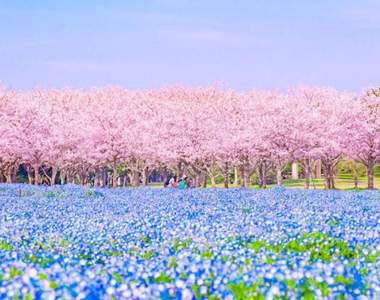 福岡夢幻美景《櫻花與粉蝶花的共演》現在訂機票...應該是來不及惹ww