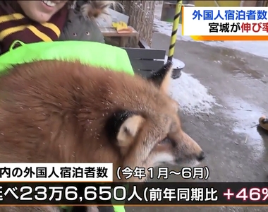 《台灣人超愛去日本東北》台灣旅客橫掃上半年觀光統計 宮城與福島為什麼成為今年首選？