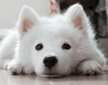 容易誤會的《狗狗飼育知識》因狗而異的狀況考驗飼主觀察力