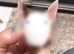 推特話題《牛頭梗換臉術》用這個換臉豪無違和阿w 推特話題《牛頭梗換臉術》用這個換臉豪無違和阿w
