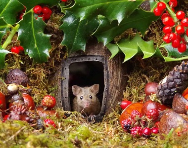 暖男生態攝影師《Simon Dell》在後花園遇見野生的鼠鼠一家，幫蓋超夢幻童話風格小村莊