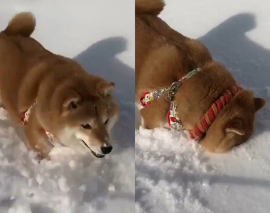 【有片】超治癒《柴柴一臉埋進雪堆》可愛的模樣想讓人無限重播 ❤