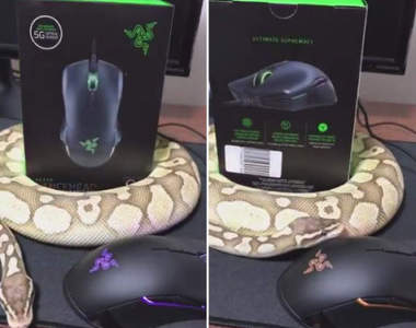 蛇出沒注意《正確展示雷蛇商品的方式》所以我們是不是有機會在三創看到巨蟒( ̄□||||