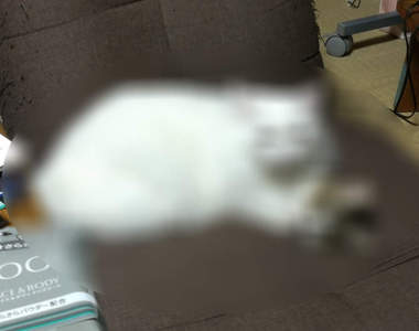 家中驚見《雙頭貓》意外目擊長毛貓侵食其他貓咪的現場（？）