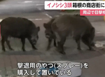 《美模ダレノガレ明美炎上》山豬闖入住宅區呼籲不要殺 農民痛批散播謠言不可取 《美模ダレノガレ明美炎上》山豬闖入住宅區呼籲不要殺 農民痛批散播謠言不可取