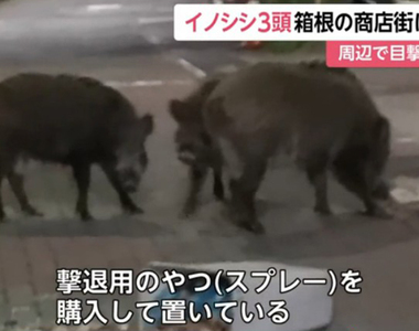 《美模ダレノガレ明美炎上》山豬闖入住宅區呼籲不要殺 農民痛批散播謠言不可取