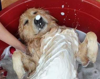 爽到翻掉《洗澡到睡著的汪星人》看畫面就知道這有多舒服惹（*´▽`*)